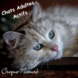 Chat adulte actif
