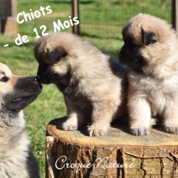 Chiots moins de 12 mois