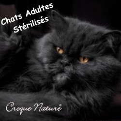 Chat adulte stérilisé