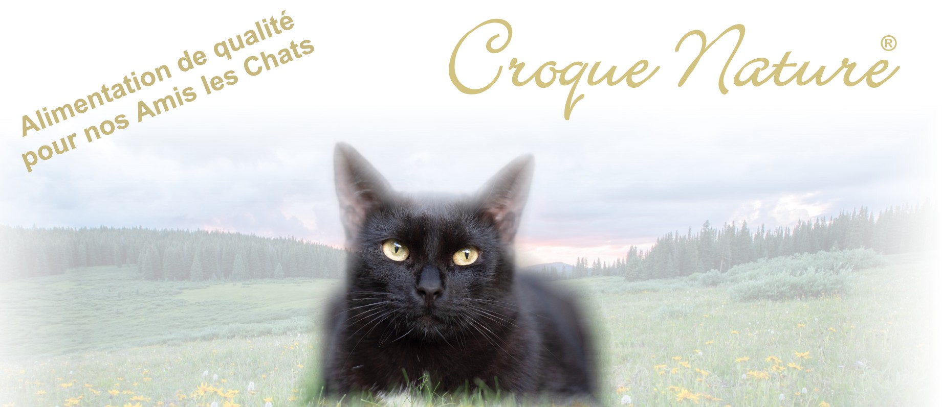 LIVRAISON CROQUETTES POUR CHATS A VILLENEUVE-LES-BORDES 77
