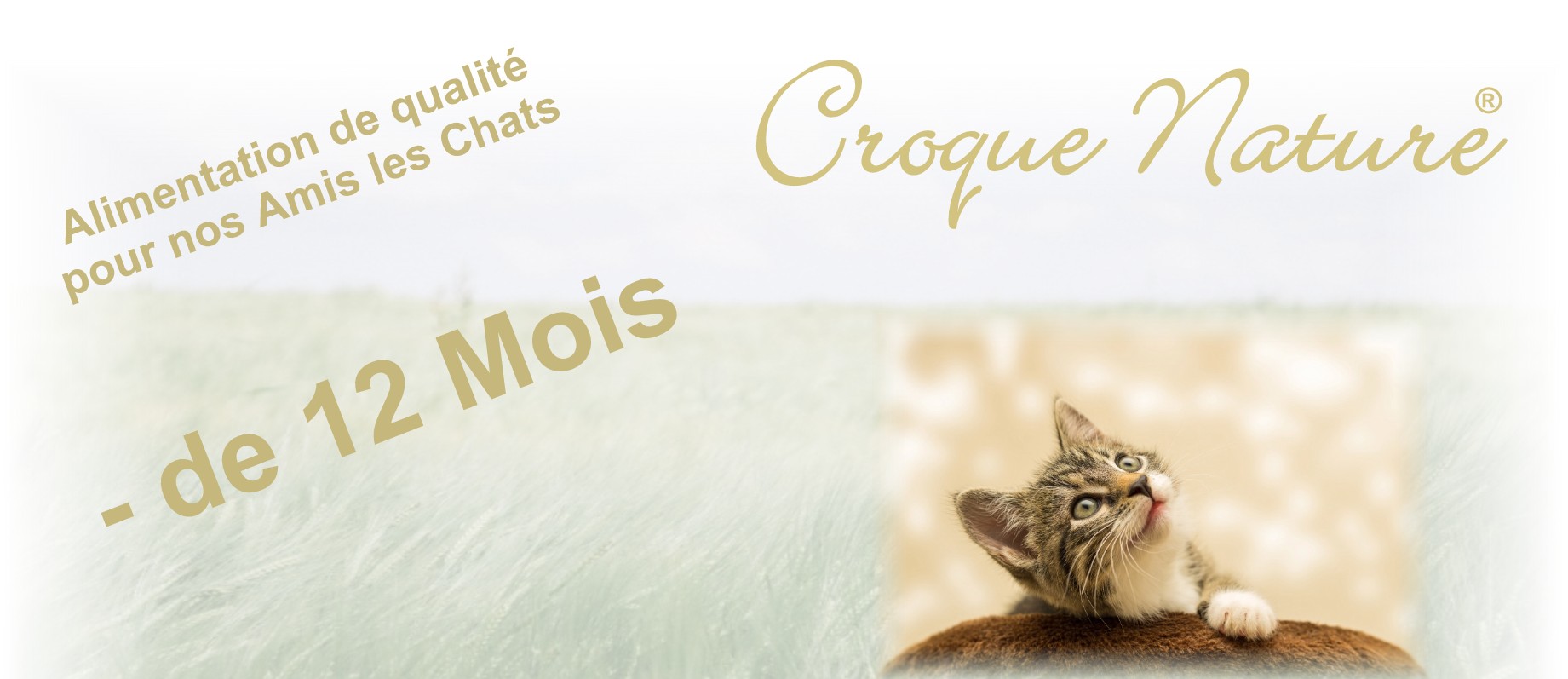 Chaton Croquettes pour Chaton