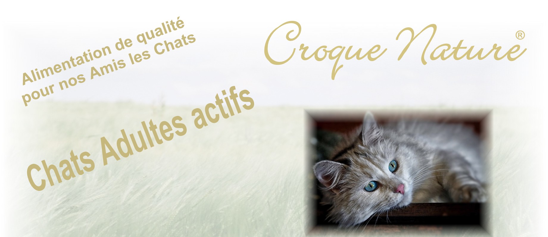 Chat adulte actif Croquettes pour chats adultes actifs