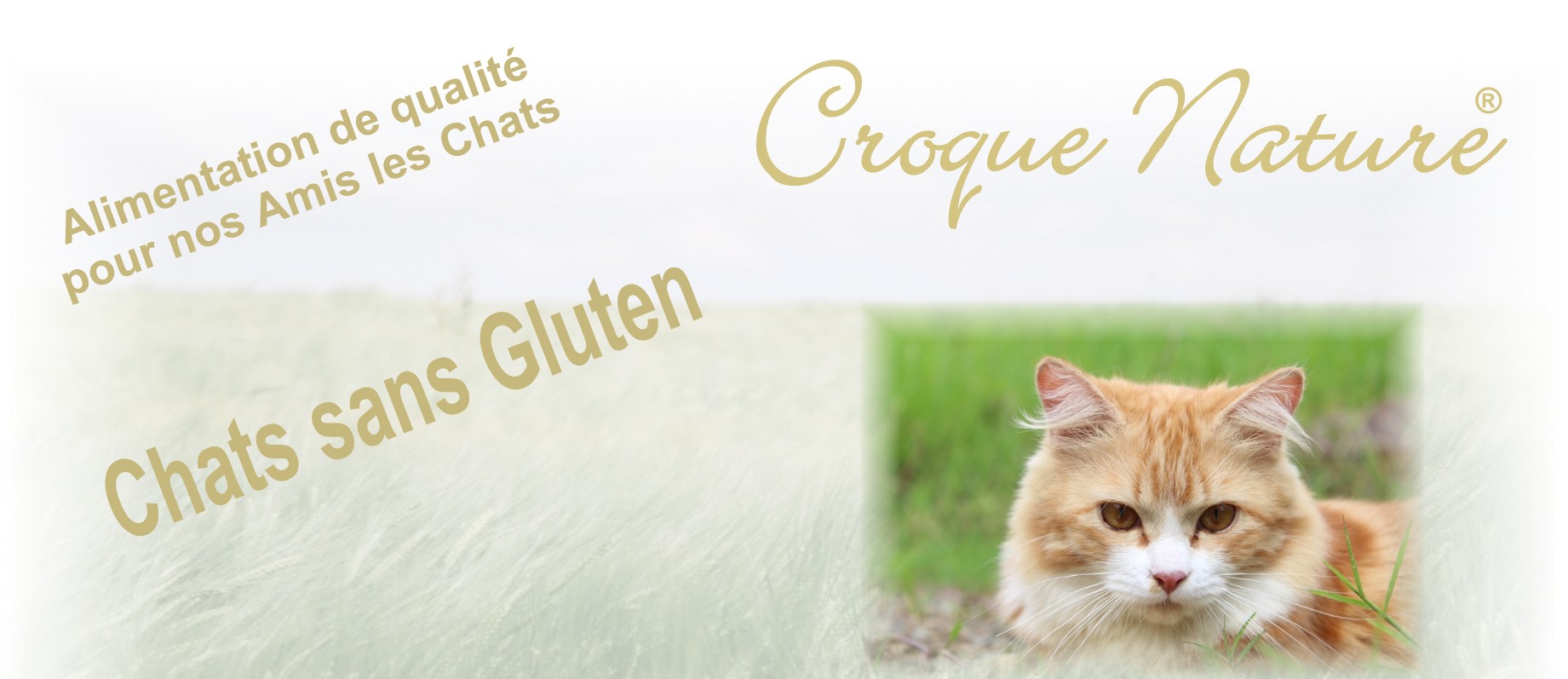 Chats sans gluten Croquettes sans gluten pour les jeunes chats et chats adultes