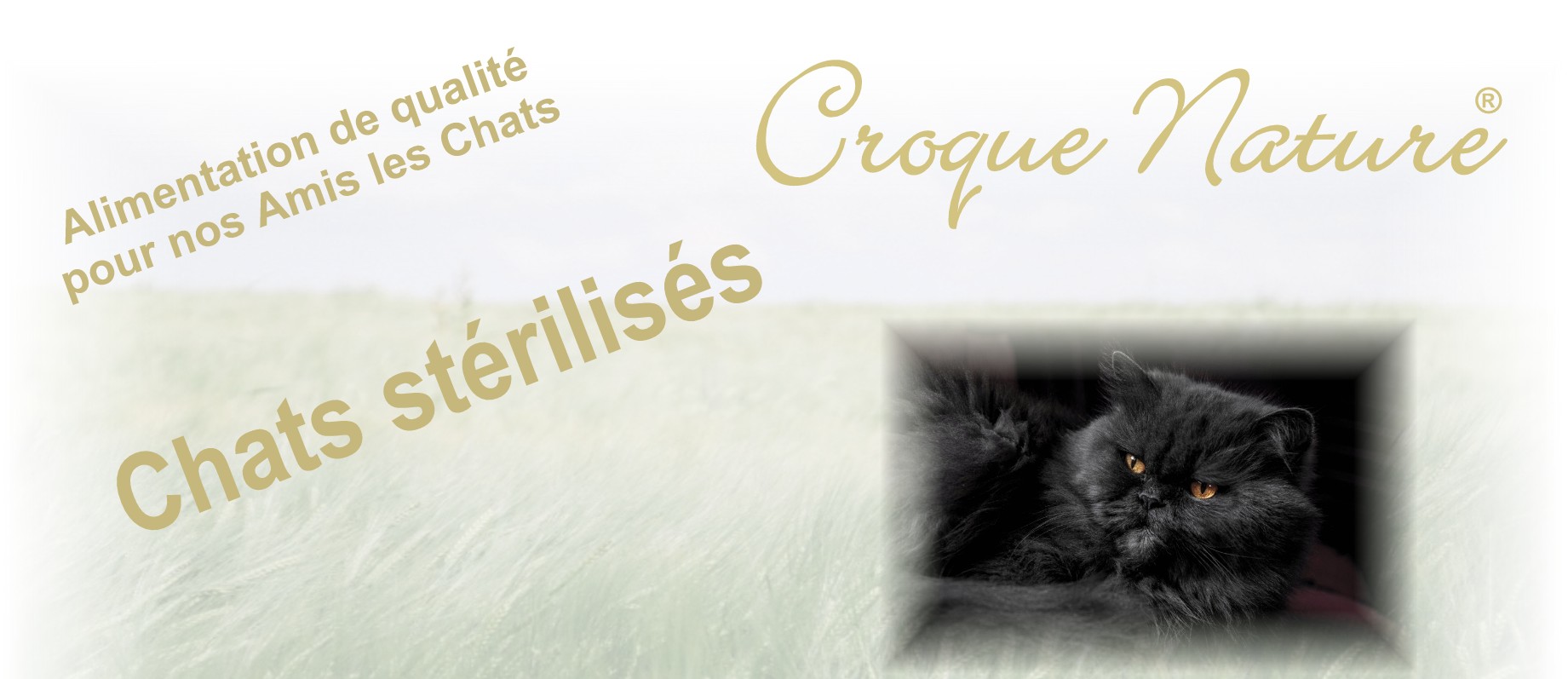 Chat adulte stérilisé Croquettes pour chats adultes stérilisés