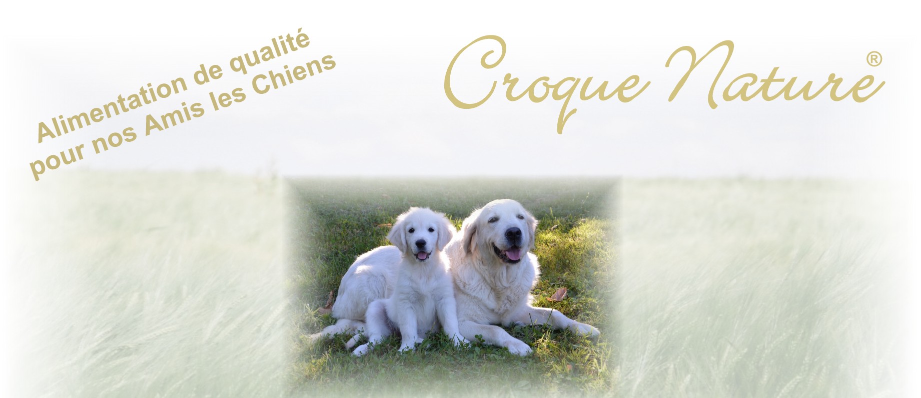 LIVRAISON CROQUETTES POUR CHIENS A SAINT-MÉLANY 07
