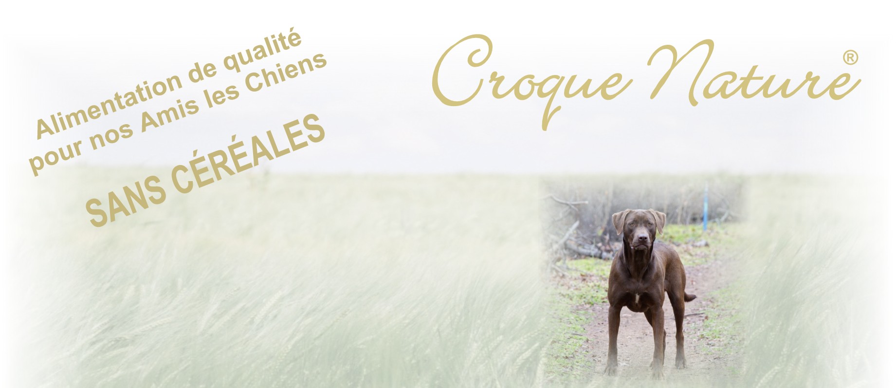 CROQUETTES POUR CHIENS SANS CÉRÉALES