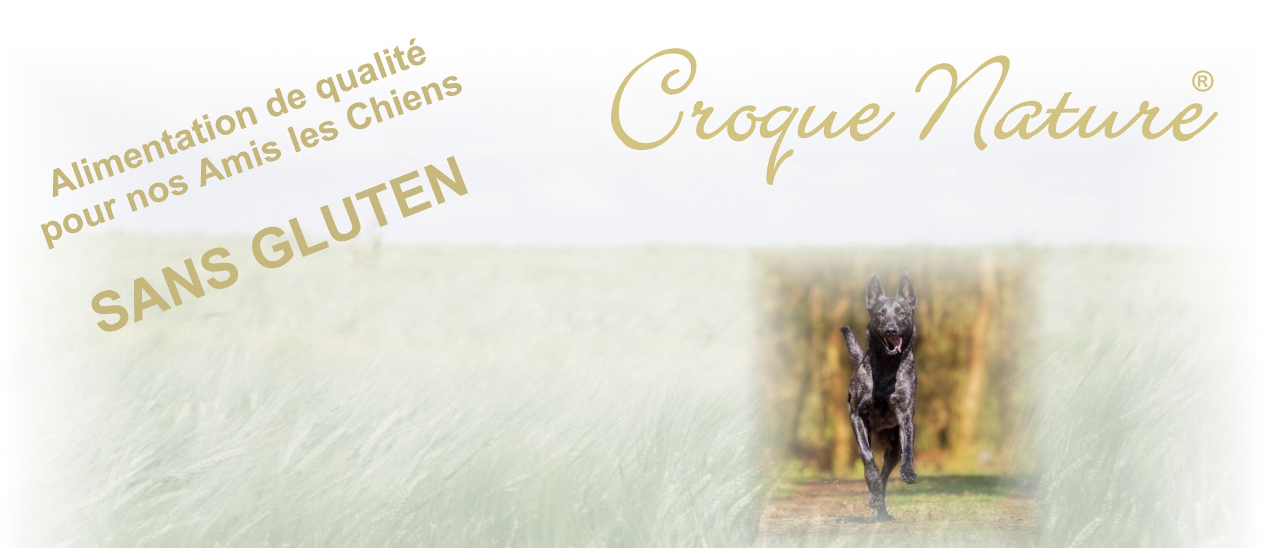 CROQUETTES POUR CHIENS SANS GLUTEN