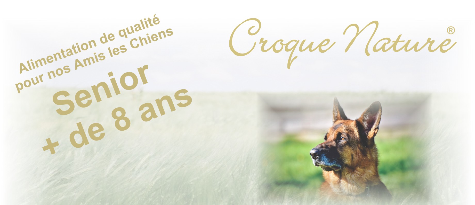 CROQUETTES CHIENS SENIORS DE + DE 8 ANS