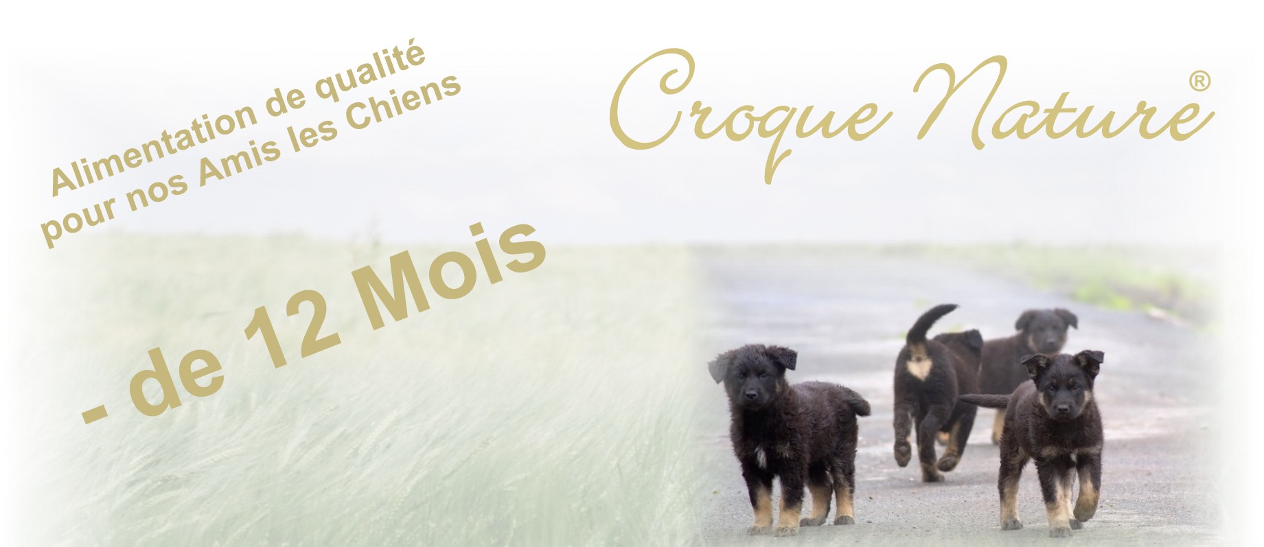 CROQUETTES CHIOTS MOINS DE 12 MOIS